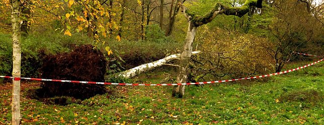 Bild: Umgest&uuml;rzter Baum im Stadtpark