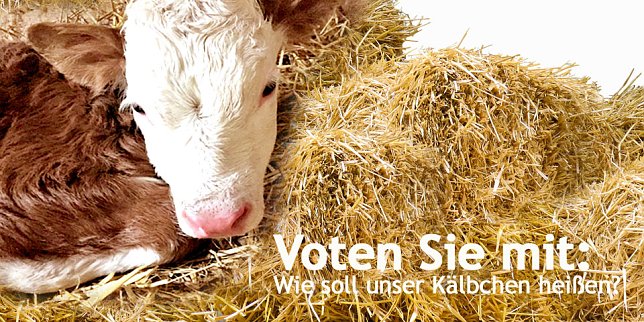 Bild: Abstimmen