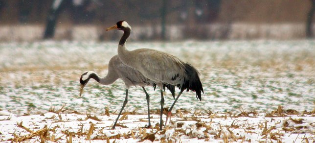 Bild: V&ouml;gel im Schnee
