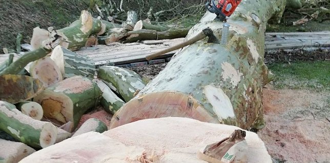 Bild: 300 Jahre alte Platane wurde gef&auml;llt