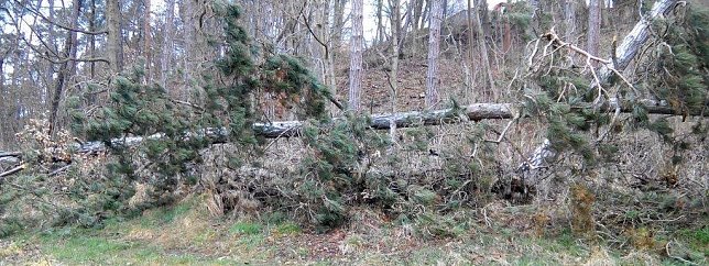 Bild: Vom Sturm aus der Wurzel gerissen, liegen m&auml;chtige Kiefernb&auml;ume im Wald am Kuhberg kreuz und quer.