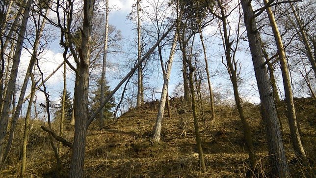 Bild: Stellenweise schon sehr licht ist es im Kuhberg-Wald geworden. Auch die B&auml;ume, die sich nur noch an andere anlehnen, um nicht zu st&uuml;rzen, will man aufbereiten.