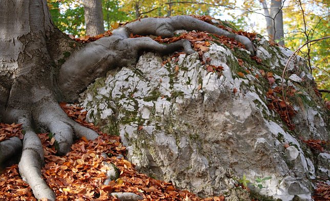 Bild: Natur pur