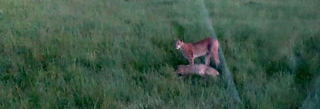 Bild: Luchs rei&szlig;t Reh