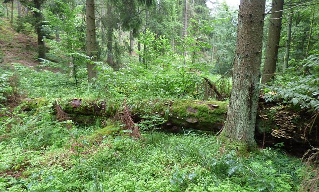 Bild: Natur pru