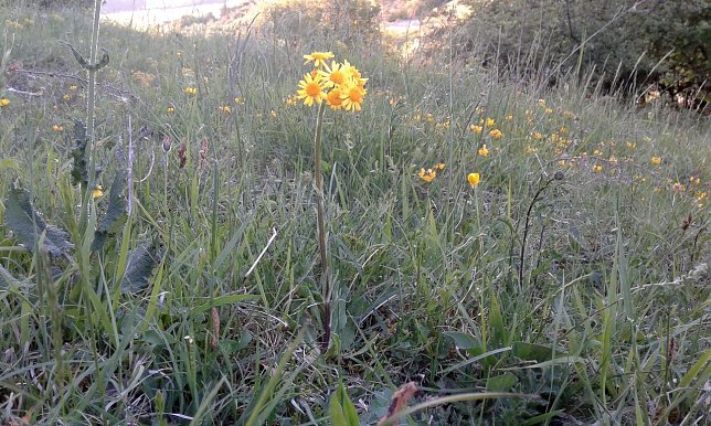 Bild: Steppen-Greiskraut (Tephroseris integrifolia)
