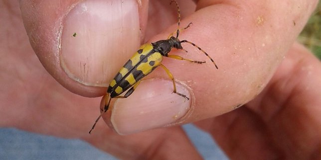 Bild: Der Gefleckte Schmalbock (Leptura maculata) ist ein nicht seltener Bewohner unserer Landschaft.