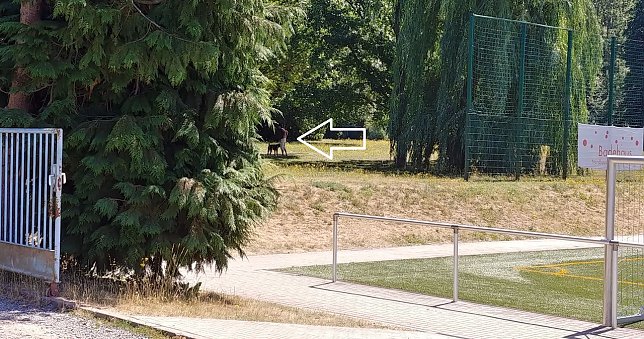 Bild: Hundetraining