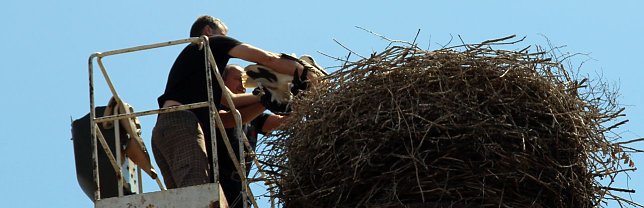 Bild: Junger Storch gerettet