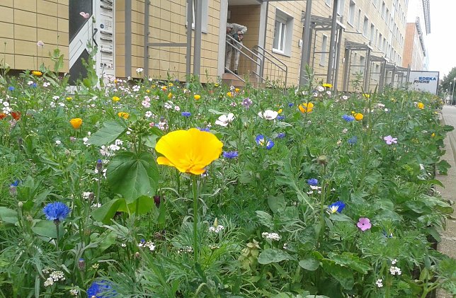 Bild: Gutes Beispiel in der T&ouml;pferstra&szlig;e in Nordhausen
