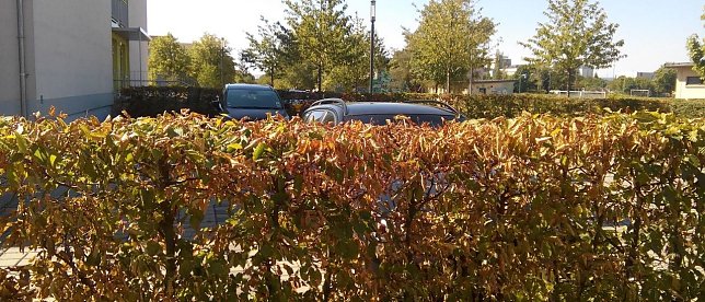 Bild: Sommer 2018