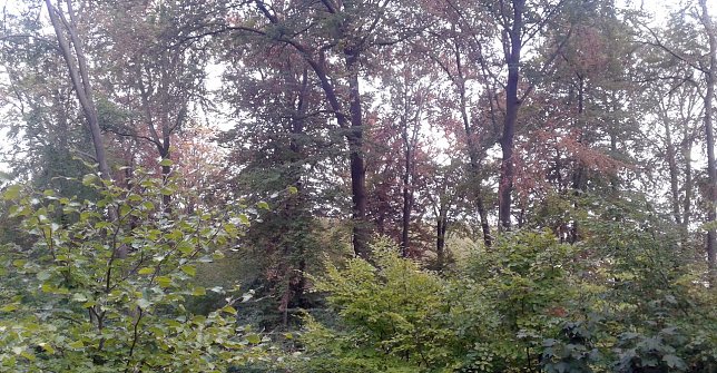 Bild: Sind umliegende W&auml;lder gesch&auml;digt?