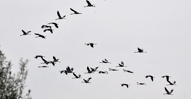 Bild: Kranichflug