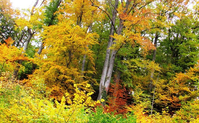 Bild: Herbstwald