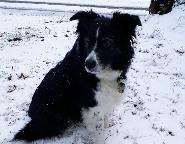 Bild: "Cira von Sophienhof" im ersten Schnee