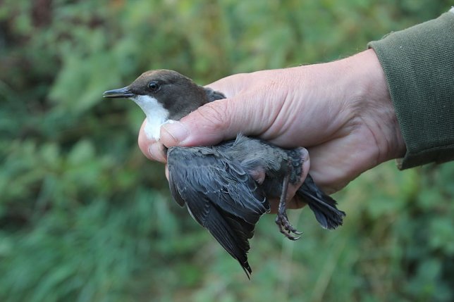 Bild: Wasseramsel