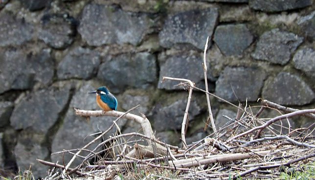 Bild: Eisvogel an der Zorge in Nordhausen