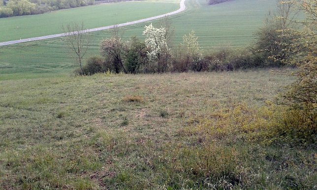 Bild: Verbuschender, nicht regelm&auml;&szlig;ig extensiv bewirtschafteter Hang mit Verfilzungserscheinungen oberhalb der Stra&szlig;e Niedersachswerfen-Woffleben. 