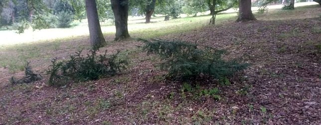 Bild: Vandalismus im Park Hohenrode
