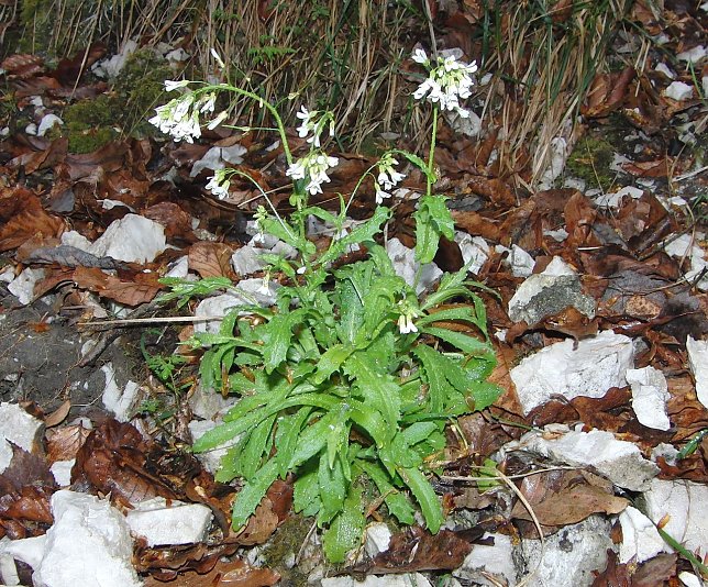 Bild: Alpenkresse