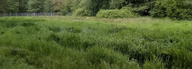 Bild: Ein ehemaliger Mitarbeiter der Stadtverwaltung hatte eine kluge Idee und lie&szlig; vor etlichen Jahren ein Feuchtbiotop f&uuml;r Amphibien anlegen. Seinen Zweck erf&uuml;llt es nicht mehr. Keine Wasserzufuhr, wenig Feuchtigkeit, keine Amphibien, daf&uuml;r Gr&uuml;n in &Uuml;berfluss.
