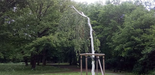 Bild: Diese H&auml;ngebuche war ein Schn&auml;ppchen, sagt F&ouml;rster Axel Axt. Sie war mit wenig Aufwand von einem k&uuml;nftigen Bauland umgesetzt worden. Sie erg&auml;nzt mit dem Ginkgo die Trompetenb&auml;ume als Exoten.