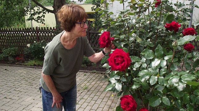 Bild: Marlis Scharfe aus der Sangerh&auml;user Stra&szlig;e 1 vor ihrem prachtvoll bl&uuml;henden roten Rosenstrauch.