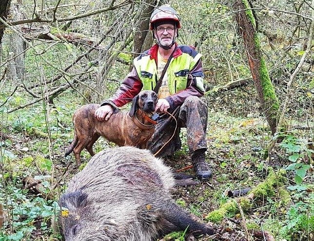 Bild: Ulrich Tischer ist Obmann f&uuml;r Hundewesen der Kreisj&auml;gerschaft. Sein spezielles Fachgebiet ist die Ausbildung von Jagd- und Schwei&szlig;hunden f&uuml;r J&auml;ger aus nah und fern. Aufgabe eines Schwei&szlig;hundes ist es, angeschossenes Wild schnell aufzusp&uuml;ren. Auf dem Bild war es ein verletzter Keiler, den Tischers H&uuml;ndin ausmachte. Ein Fangschuss besiegelte sein Schicksal,