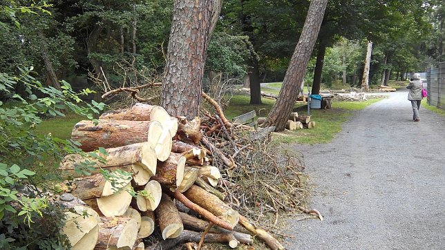 Bild: Gutes Holz f&auml;llt bei den F&auml;llarbeiten im Stadtpark an. Es� wird entlang der Wege gelagert.