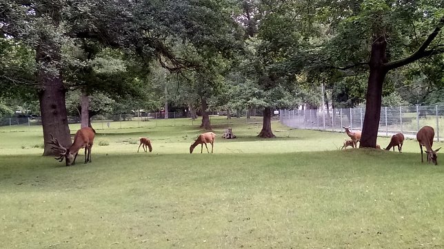Bild: Trotz derzeitiger F&auml;llungen kann ein Spaziergang durch den Park erholsam sein. Neupflanzungen sind unumg&auml;nglich. F&uuml;r den Herbst sind erste Aktionen vorgesehen.