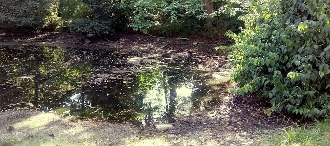Bild: Der kleine Teich ist fast ausgetrocknet