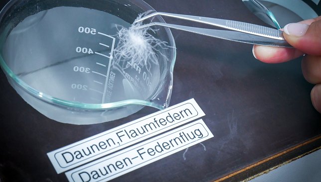 Bild: Daunendecken getestet
