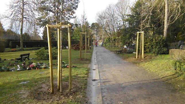 Bild: Neuanpflanzungen auf dem Friedhof.