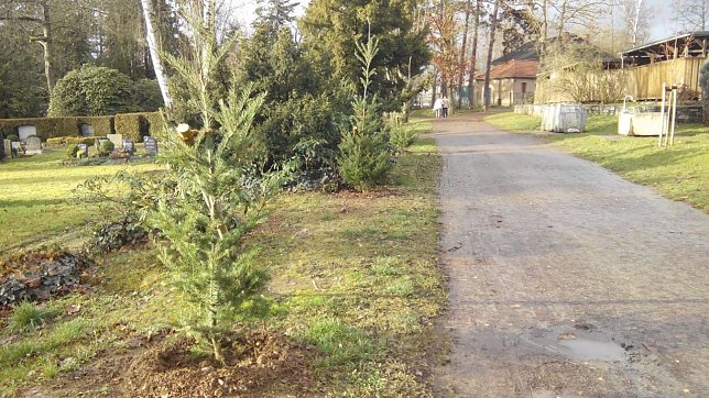 Bild: Neuanpflanzungen auf dem Friedhof