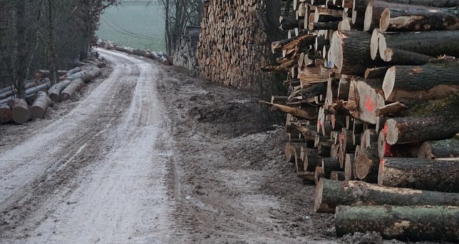 Bild: Holzeinschlag am Himmelsberg