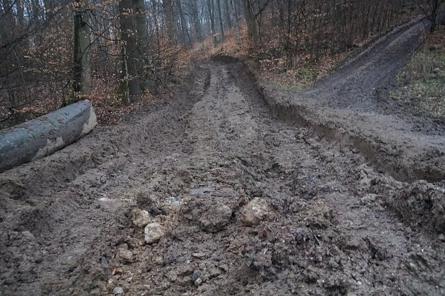 Bild: Holzeinschlag am Himmelsberg