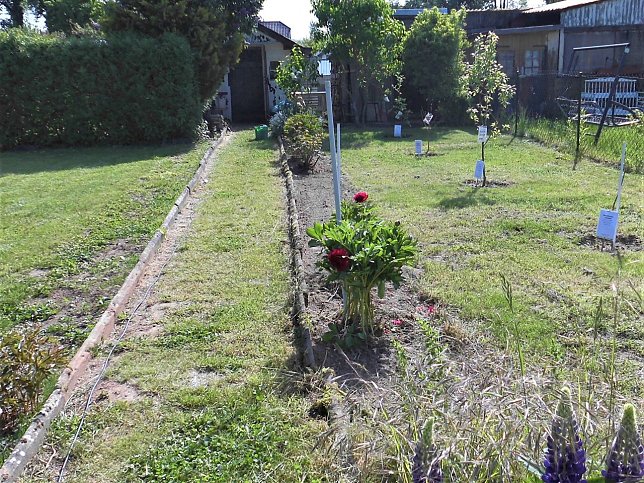 Bild: Gemeinschaftsgarten