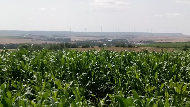 Bild: Blick &uuml;ber Mais und Getreide zu den Windr&auml;dern der Hainleite.