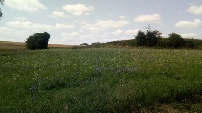 Bild: Ein Bl&uuml;hstreifen als Labsal f&uuml;r Biene, Hummel, Schmetterling fand sich auf der Tour auch, und zwar in einer Talsohle auf der Strecke von Haferungen Richtung Helmebr&uuml;cke, die zur B 243 f&uuml;hrt.