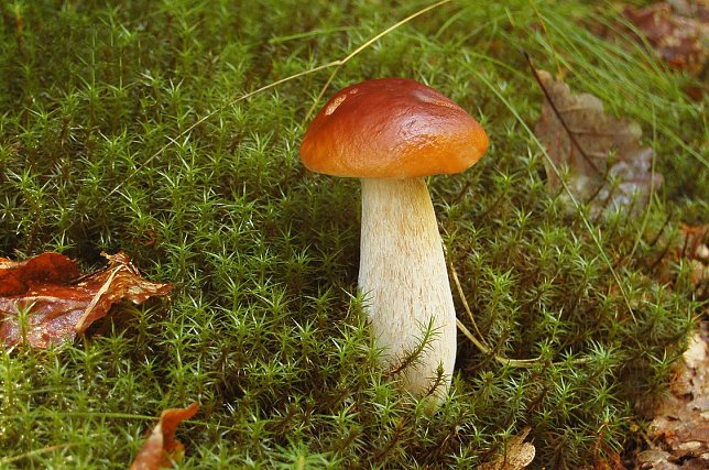 Bild: Immer beliebt: Der Steinpilz