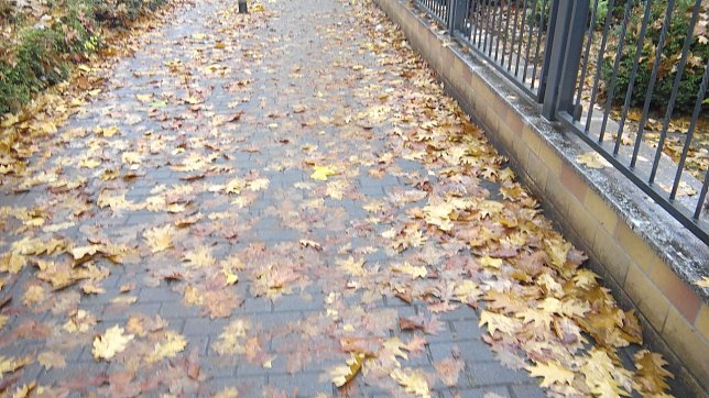 Bild: Gefahr: Klitschnasses Laub auf B&uuml;rgersteigen in der Grimmelallee.