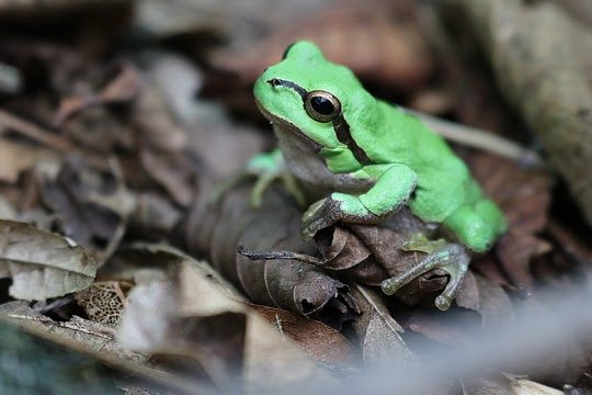 Bild: Wenn der Winter Einzug h&auml;lt, f&auml;llt der heimische Laubfrosch in eine K&auml;ltestarre.