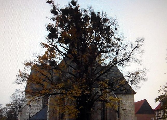 Bild: &Uuml;beraus mit Misteln &uuml;berwuchert, zeigte sich einst die alte Linde bei der Blasiikirche in gro&szlig;er Sorge.    