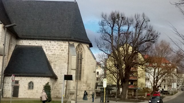 Bild: Von den schmarotzenden Misteln befreit, kann die alte Linde wieder durchatmen.