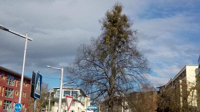Bild: Noch relativ jung ist die Linde unterhalb der Rautenstra&szlig;e in Nordhausen, aber schon zu einer beachtlichen Gr&ouml;&szlig;e herangewachsen und die Stra&szlig;e pr&auml;gend. Aber ein starker Mistelbewuchs macht ihr das Leben schwer. Den Aufwand, den Schmarotzer zu entfernen und ein langes Leben des Baumes zu sichern, halte ich in diesem Fall f&uuml;r vertretbar.