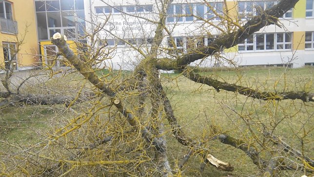 Bild: Der letzte Baum