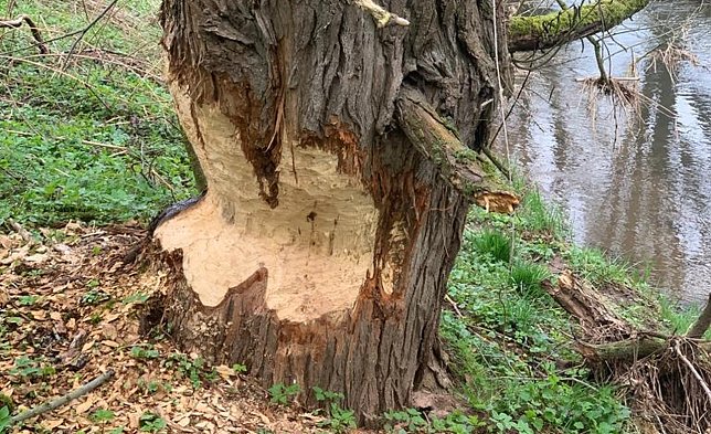 Bild: Biberfra&szlig;stelle an der Helme bei Nordhausen