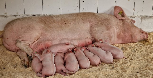 Bild: Sauwohl f&uuml;hlen sich die kleinen Ferkel bei "Mamma"