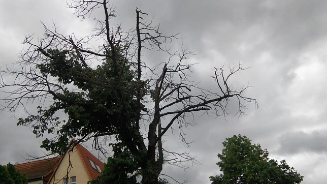 Bild: Diese d&uuml;rren &Auml;ste in der Krone eines Baumes in der Hesser&ouml;der Stra&szlig;e sind nicht ohne Gefahr f&uuml;r Passanten, sollten diese zum falschen Zeitpunkt am falschen Ort sein.