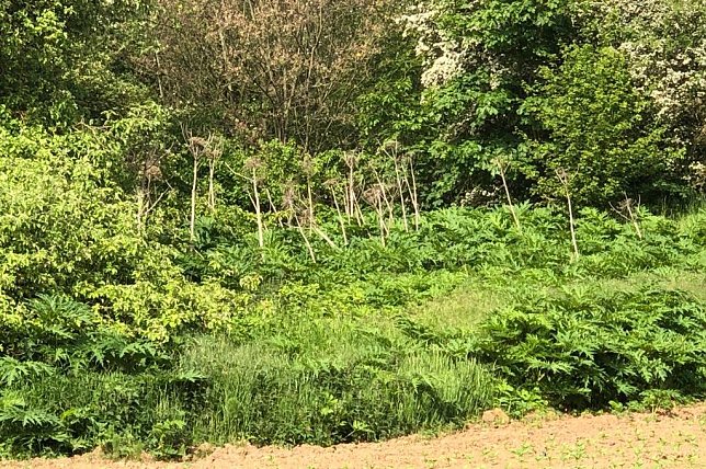 Bild: Auch neben der Vogelsiedlung breitet sich die Herkules-Staude aus